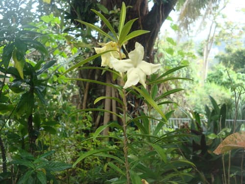 Puerto Rican raintree