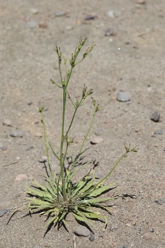 Nicotiana linearis