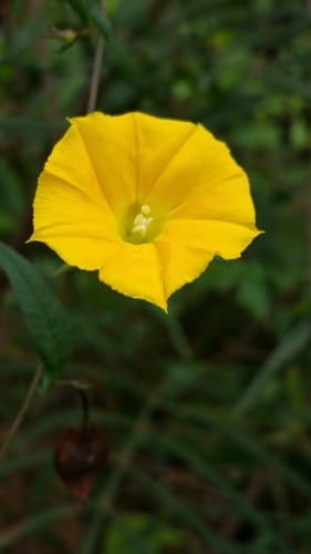 Xenostegia medium