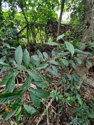 Bracteate Cestrum