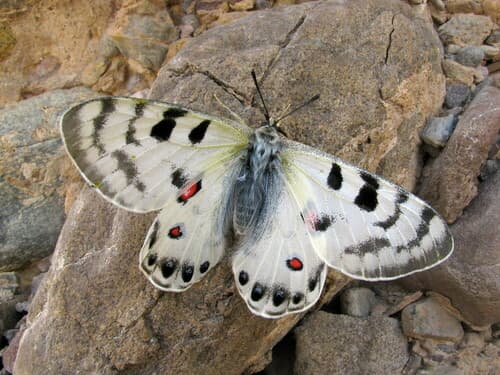 Parnassius davydovi