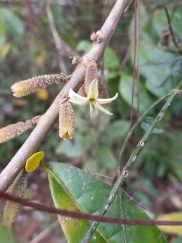 Cestrum inclusum