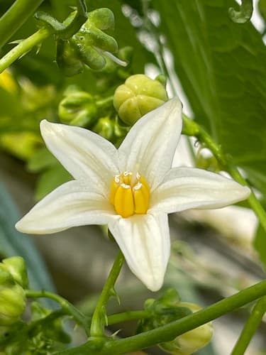 Solanum pachyandrum