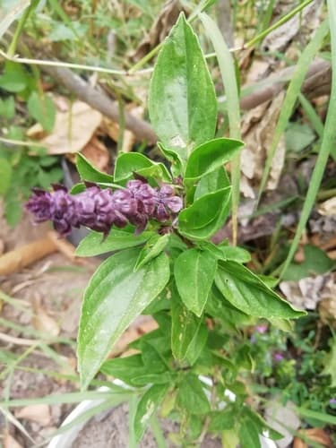 Basil