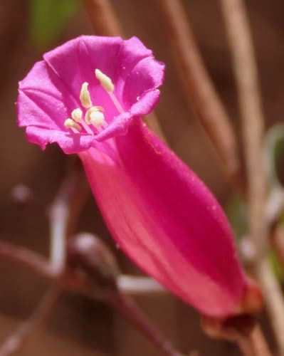 Ipomoea ana-mariae