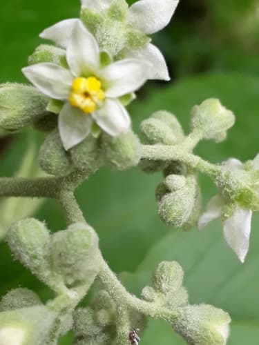 Bicolor Nightshade