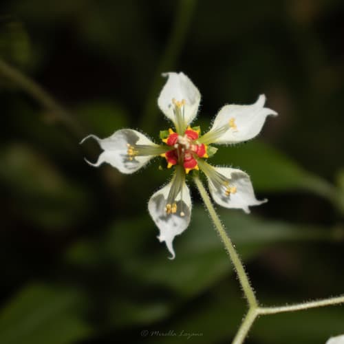 Nasa humboldtiana
