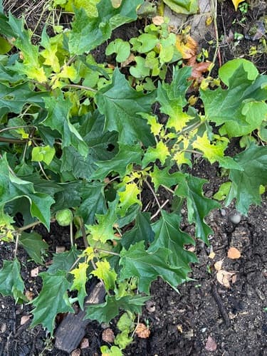 Jimsonweed