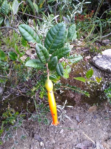 Juanulloa speciosa