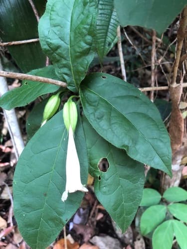 Markea formicarum