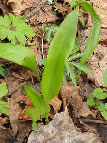 Ramsons
