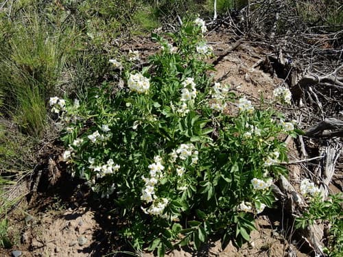 Solanum kurtzianum