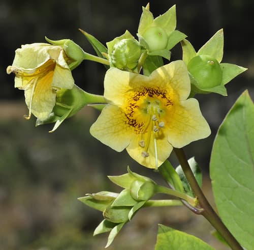 Andalusian Belladonna