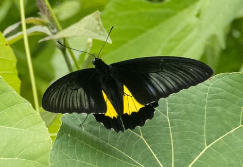 Silver Birdwing