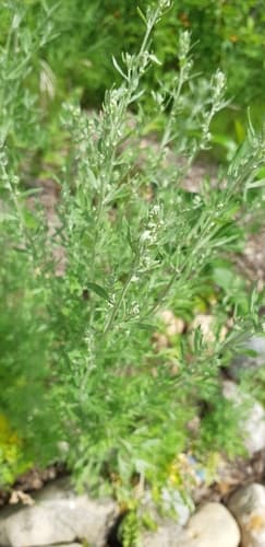 Wormwood
