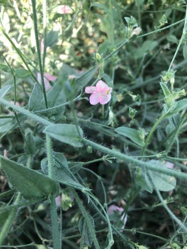 Convolvulus sarothrocladus