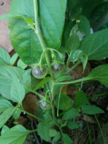 Solanum olympicum
