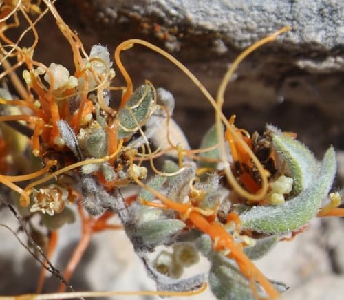 Cuscuta potosina