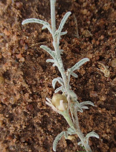 Convolvulus