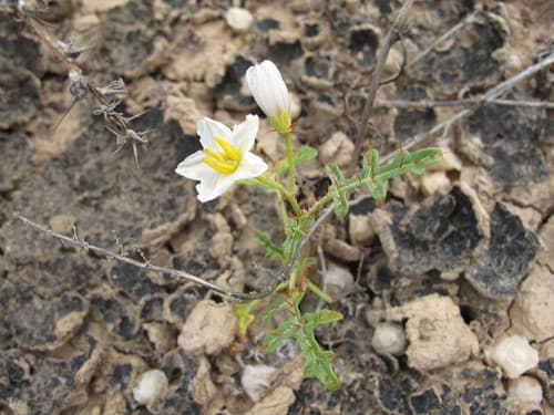 Lagoon Nightshade