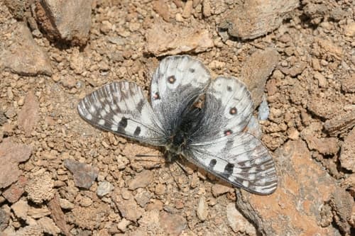 Dusky Apollo
