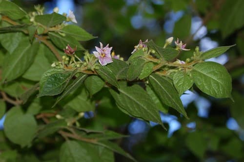Lycianthes breedlovei