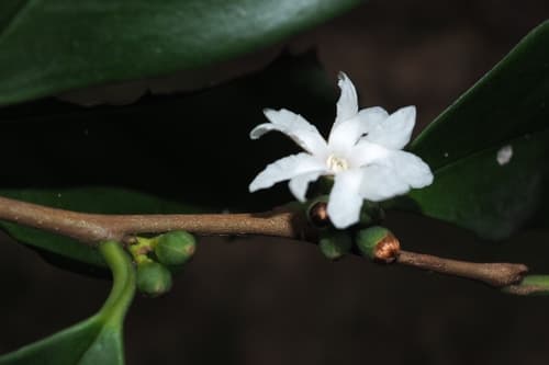 Erycibe albida