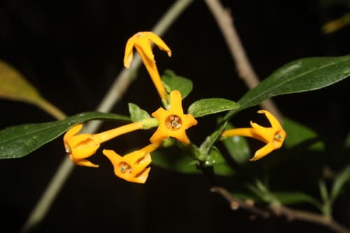 Oblongleaf Cestrum