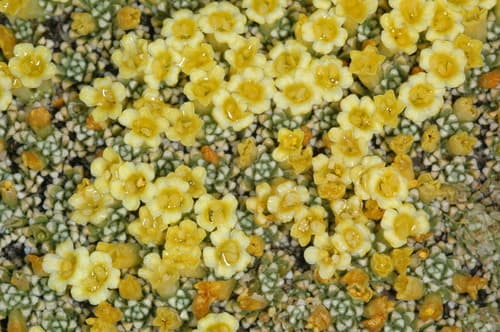 Benthamiella patagonica