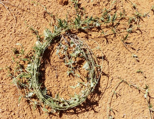 Eyrean Bindweed
