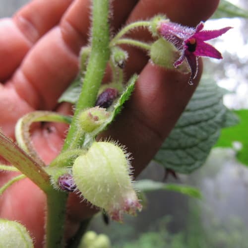 Deprea bitteriana