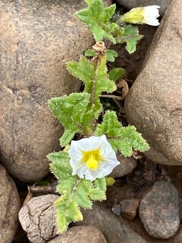 Solanum weddellii