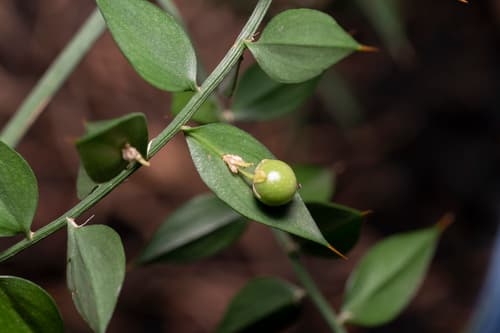 Butcher's Broom