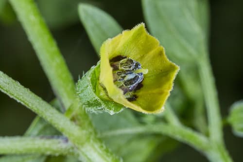 Physalis lagascae