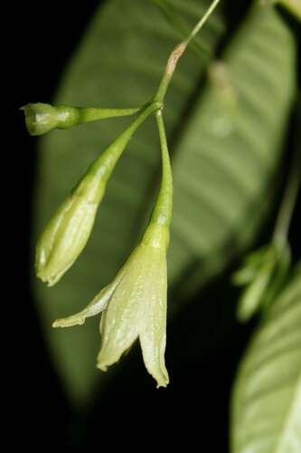 Cuatresia plowmanii