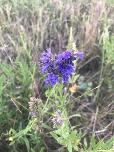 Hyssop