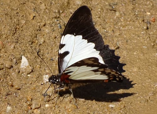 Madagascan White Lady