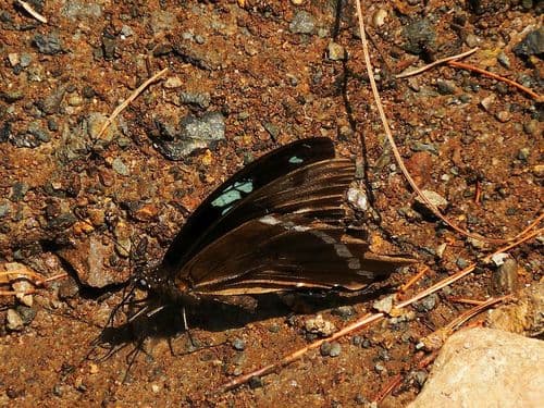Papilio microps