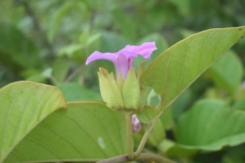 Argyreia bracteata