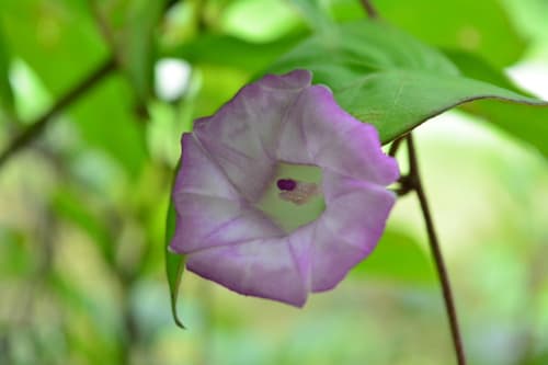 Argyreia confusa