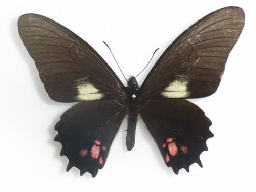 Heraclides chiansiades