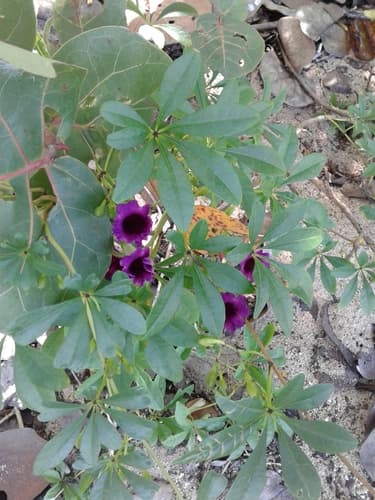 Ipomoea carolina