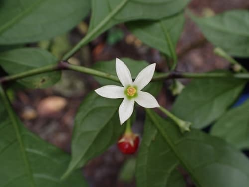 Lycianthes laevis