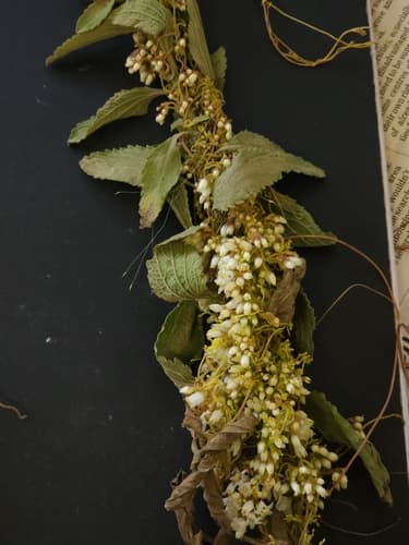 Cuscuta natalensis