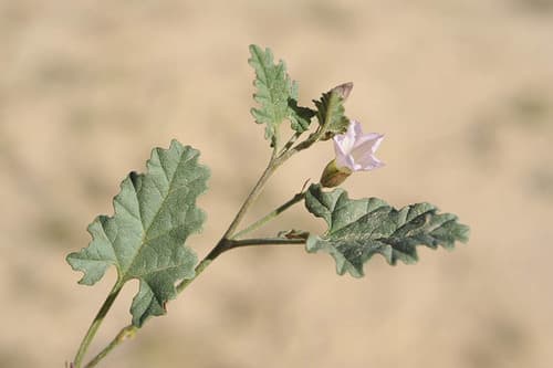 Convolvulus fatmensis