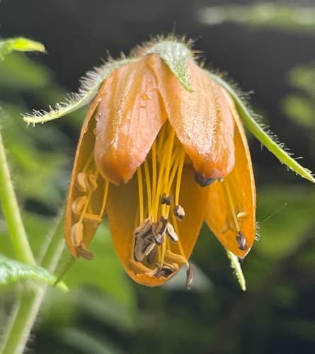 Nasa peltiphylla