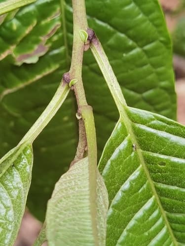 Cestrum fragile