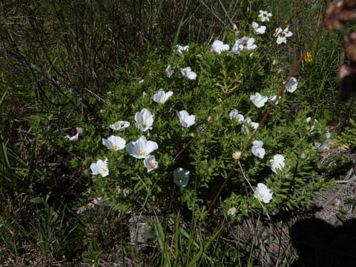 Fragrant Cupflower