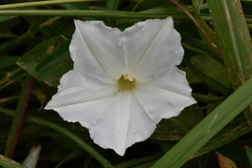 Distimake quinatus