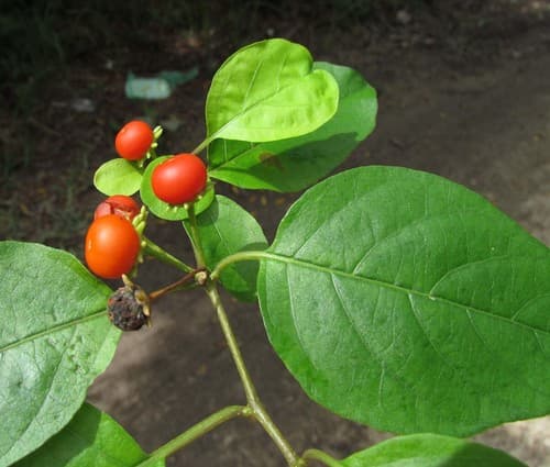Lycianthes armentalis